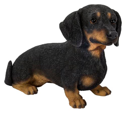Vivid Arts Dachshund Sitting