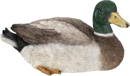 Squatting Mallard Duck