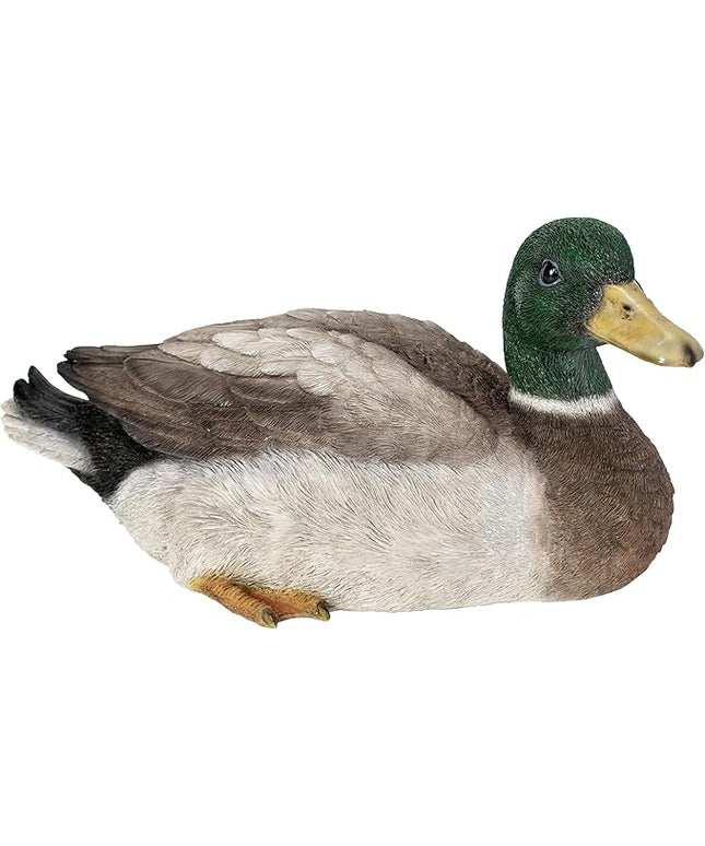 Squatting Mallard Duck