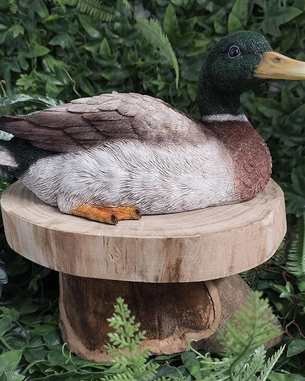 Squatting Mallard Duck