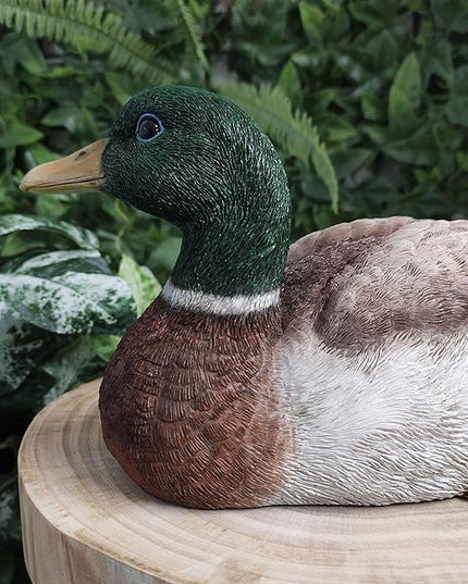 Squatting Mallard Duck