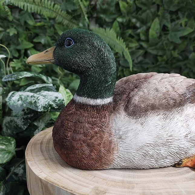 Squatting Mallard Duck