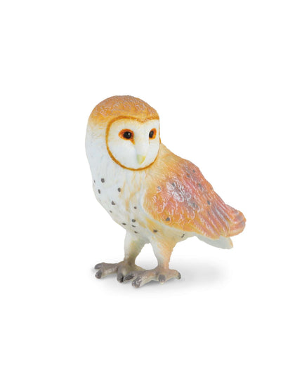 Barn Owl