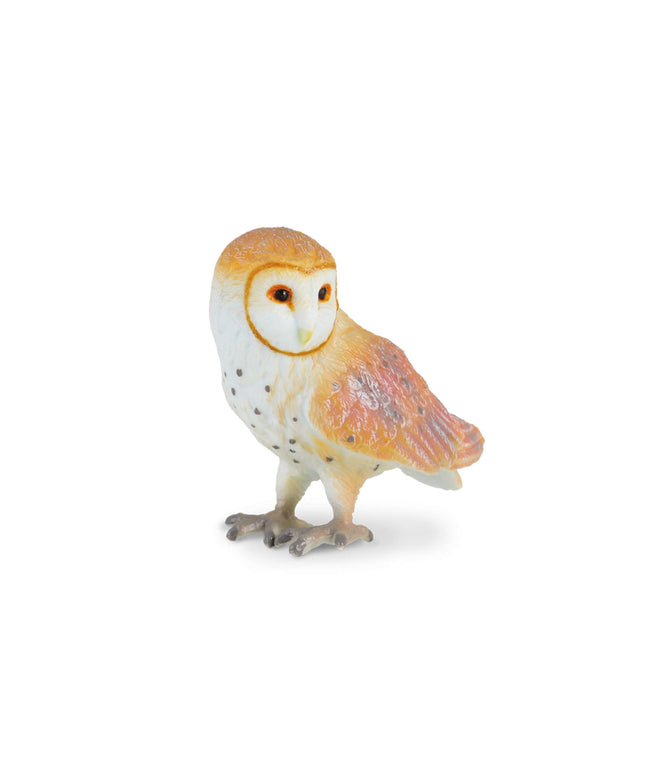 Barn Owl