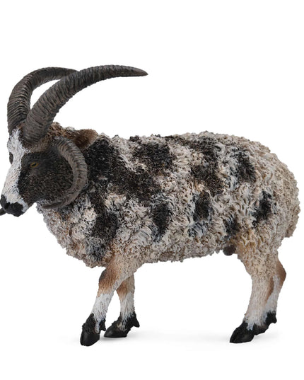 Jacob Sheep