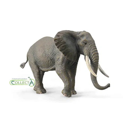 African Elephant