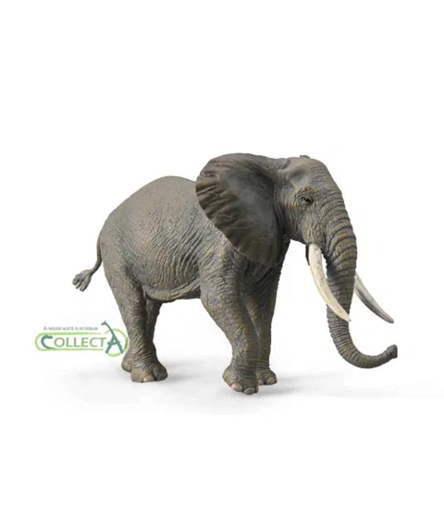 African Elephant