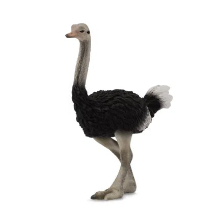 Ostrich