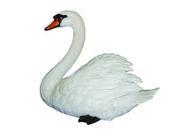 Vivid Arts Mute Swan