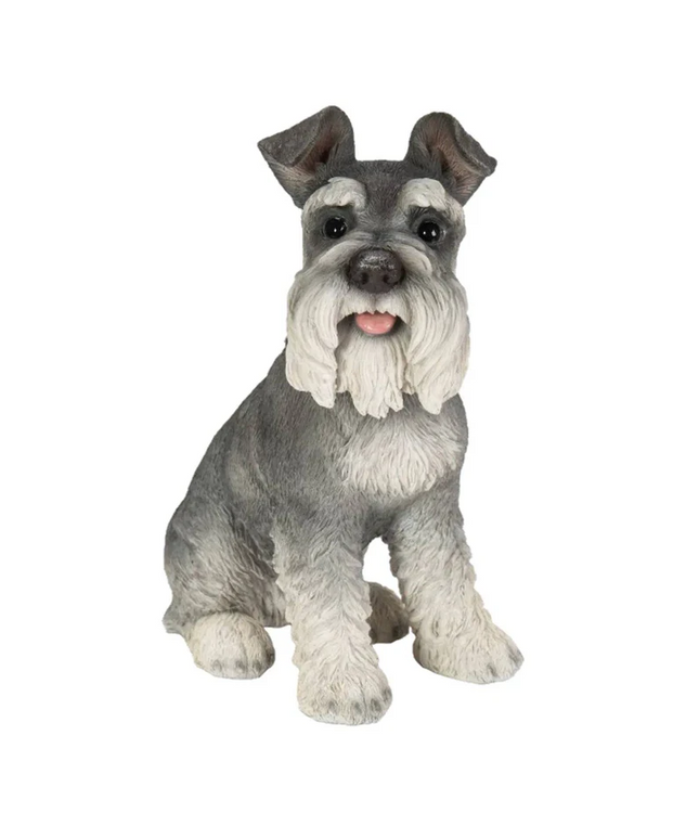Vivid Arts Sitting Miniature Schnauzer